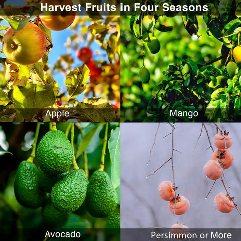 Harvest fruits in four seasons: apples, mangoes, avocados, and persimmons hanging on trees.