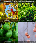 Telescoping Fruit Picker Pole With Basket Adjustable 35 To 120 Inch Handle For Apple Pear Orange Mango Avocado Lemon Cherry And More Tree Harvest No Bending No Climbing Easy Reach showing apples, mangoes, avocados, persimmons