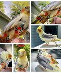 Cockatiel wearing All In One Two Pack Bird Diaper Kit With Harness And 80 Inch Leash Waterproof Nappy Flight Suit
