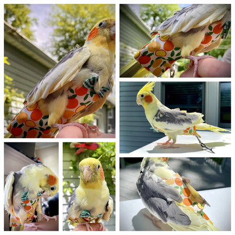 Cockatiel wearing All In One Two Pack Bird Diaper Kit With Harness And 80 Inch Leash Waterproof Nappy Flight Suit
