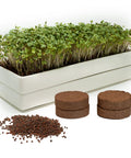 No Fuss Microgreens Growing Kit For Windowsill Gardens With Two Ceramic Trays Coconut Coir And Premium Seeds Easy Starter Indoor Garden Ready To Plant Day One Ideal Gift For Plant Lovers And Foodies showing microgreens in ceramic tray, coir discs, and seeds.