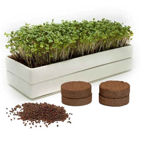 No Fuss Microgreens Growing Kit For Windowsill Gardens With Two Ceramic Trays Coconut Coir And Premium Seeds Easy Starter Indoor Garden Ready To Plant Day One Ideal Gift For Plant Lovers And Foodies showing microgreens in ceramic tray, coir discs, and seeds.