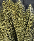 Close-up of Coq De Leon Barred Speckled Aconchado Fly Tying Feather showing natural mottling and stiff tail fibers.