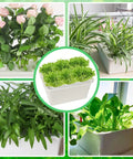 DIY Indoor Hydroponics Grow Kit With Self Watering System includes planting box and various plants
