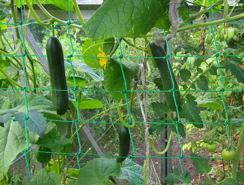 Heavy-Duty Garden Trellis Netting For Climbing Plants UV Stabilized Polyethylene Mesh That Is Beefy Enough For Cucumber Tomatoes Melons Vines Fruits Vegetables 1 Pack 8.2 By 6.6 Ft supporting cucumbers