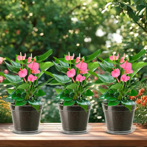 Three pink flowers in 10 Piece Reusable Flexible Nursery Pots With Drainage for Indoor and Outdoor Gardening on wooden table.