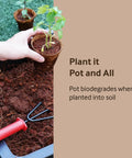 Person planting in 3.25 Inch Coconut Coir Biodegradable Pots 22 Pack Plantable Seed Starter Pots Peat Free Eco Friendly Sustainable Garden Containers
