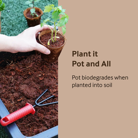 Person planting in 3.25 Inch Coconut Coir Biodegradable Pots 22 Pack Plantable Seed Starter Pots Peat Free Eco Friendly Sustainable Garden Containers