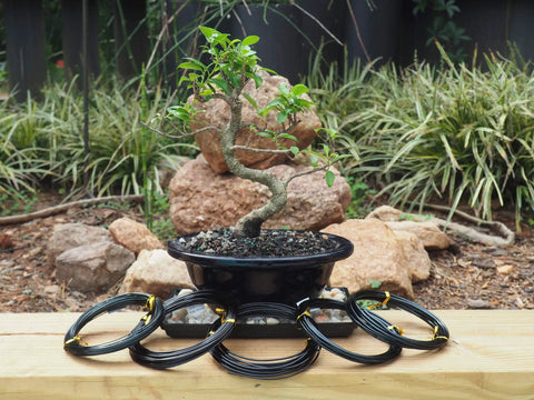 Beginner Friendly Anodized Aluminum Bonsai Wire Set With Canvas Bag Five Size Options displayed with bonsai tree