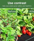 Before and after using Heavy Duty Landscape Fabric Weed Barrier For Garden And Driveway Projects, showing improved strawberry growth.