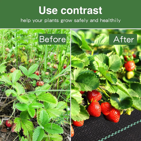 Before and after using Heavy Duty Landscape Fabric Weed Barrier For Garden And Driveway Projects, showing improved strawberry growth.