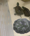 Top Shelf Floating Turtle Basking Platform With Smooth Stairs And Low Key Indestructible Resin Build Straight Up Perfect Chill Dock and Resting Rock For Small Tortoises And Reptile Tanks with two small turtles.