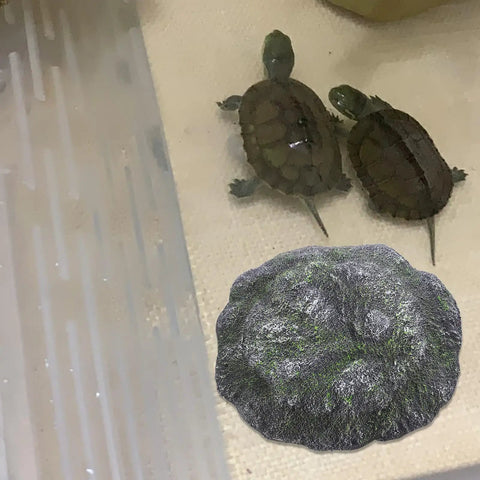 Top Shelf Floating Turtle Basking Platform With Smooth Stairs And Low Key Indestructible Resin Build Straight Up Perfect Chill Dock and Resting Rock For Small Tortoises And Reptile Tanks with two small turtles.