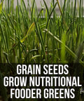 Close view of sprouted grains from Mother Fodder Blend 12Lb EcoPack All In One Grain Seed Mix For Bird Food And Fresh Grass Sprouts