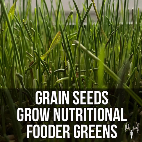 Close view of sprouted grains from Mother Fodder Blend 12Lb EcoPack All In One Grain Seed Mix For Bird Food And Fresh Grass Sprouts