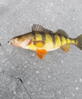 Glow Paint Tungsten Ice Fishing Jigs 6 Pack For Winter Crappie And Bluegill Dope Glow In The Dark With Fast Drop shown with caught fish on ice