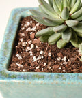 Premium Succulent And Cactus Soil Mix For Optimal Drainage And Dry Conditions Growth With Fresh Organic Formula Airy Texture And Nutrient Retention Eight Quarts in a blue ceramic planter with a succulent plant.