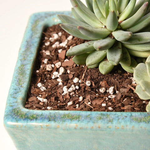 Premium Succulent And Cactus Soil Mix For Optimal Drainage And Dry Conditions Growth With Fresh Organic Formula Airy Texture And Nutrient Retention Eight Quarts in a blue ceramic planter with a succulent plant.