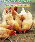 All Natural Chicken Nesting Herbs For Coop And Nest Box 20 Oz To Freshen Bedding Cut Odor And Kickstart Egg Production