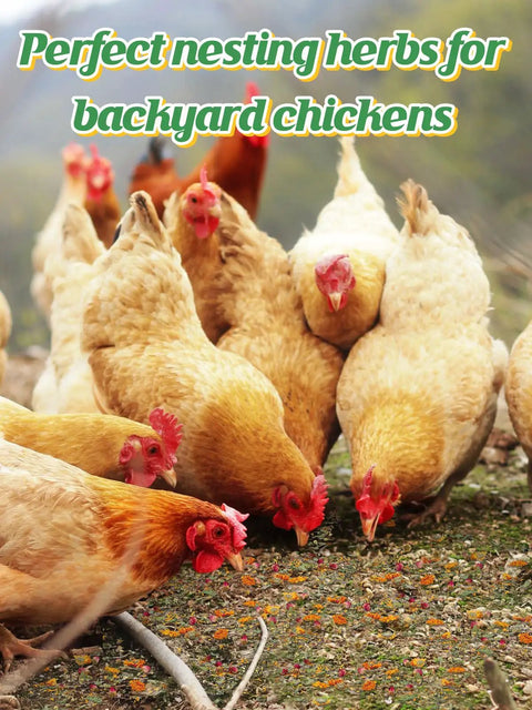 All Natural Chicken Nesting Herbs For Coop And Nest Box 20 Oz To Freshen Bedding Cut Odor And Kickstart Egg Production