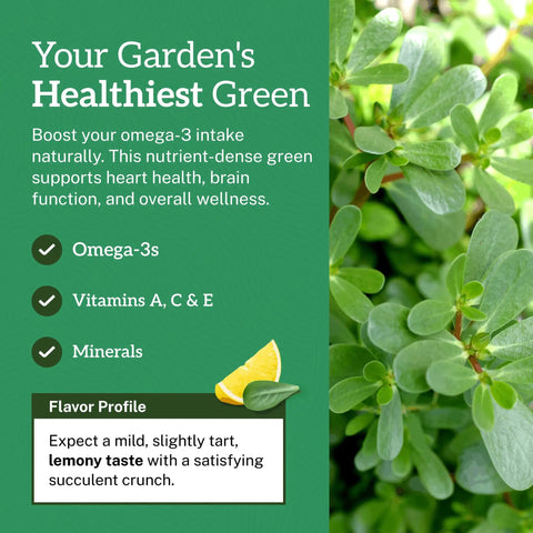 Purslane Seeds Pack 2000 Plus Non GMO Heirloom High Germination Easy To Grow Edible And Medicinal Low Maintenance Ground Cover For Indoor Or Outdoor Gardens Heat Tolerant Drought Resistant