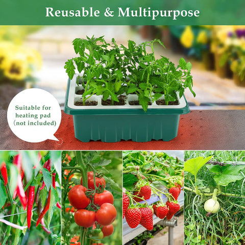 Indoor Seed Starter Kit With 48 Cells Flexible Silicone Trays Germination Tray With Humidity Dome And Lids Reusable Dishwasher Safe BPA Free No Fuss Transplant With Roots Intact For Beginner Gardeners with healthy seedlings.