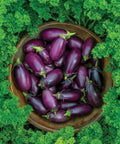 Patio Baby Eggplant Seeds Pack Of 30 For Small Gardens And Containers Early Yielding All American Favorite Easy Indoor Start