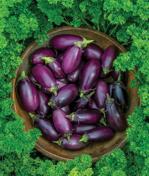 Patio Baby Eggplant Seeds Pack Of 30 For Small Gardens And Containers Early Yielding All American Favorite Easy Indoor Start
