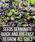 Four Clover Combo Blend Perennial Food Plot Seed 15 Lb EcoPack germinating in soil, ideal for erosion control and wildlife attraction.