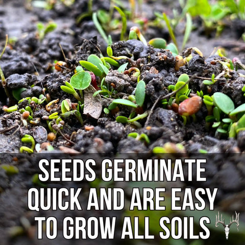 Four Clover Combo Blend Perennial Food Plot Seed 15 Lb EcoPack germinating in soil, ideal for erosion control and wildlife attraction.