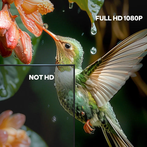 Hummingbird drinking from flower, illustrating full HD 1080p quality for Plug-And-Play Long Range Wireless HDMI Transmitter And Receiver Kit.
