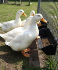 Premium 5 Qt Hanging Goat Feeders And Mineral Troughs 6 Pack Fence Mount Livestock Poultry Bins with ducks feeding on grain.