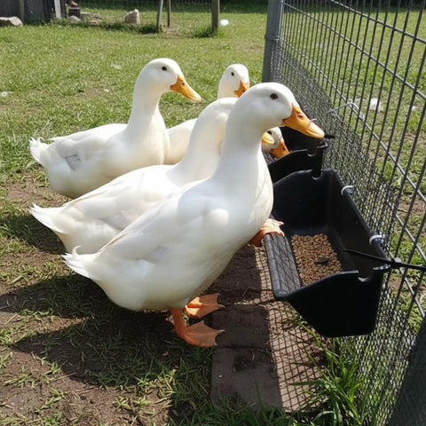Premium 5 Qt Hanging Goat Feeders And Mineral Troughs 6 Pack Fence Mount Livestock Poultry Bins with ducks feeding on grain.