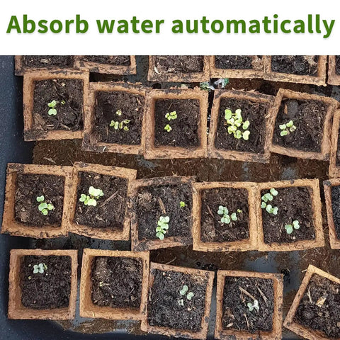 Top view of Eco Friendly 200 Cell Seed Starter Tray Kit With Biodegradable Peat Pots showing seedlings in moist pots.