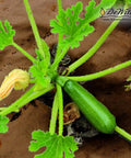 Green zucchini plant on Natural Organic Paper Mulch Ground Cover Mat For Veggie Gardens Black 3 By 300 Feet
