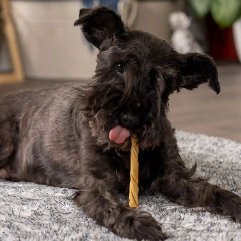 Small dog chewing American Beefhide Twist Sticks For Dogs 5 Inch Rawhide Dental Chews With Chicken Flavor For Small To Medium Pups
