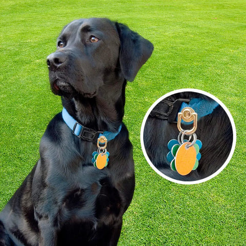Black dog wearing blue collar with 12 Pack D Ring Stud Rivets With Gold Ball Heads For DIY Wallets, Belts, Collars, Handbags, Shoes, And Other Leather Craft Projects