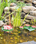 Pond with aquatic plants and flowers, ideal for use with square mesh pond plant and flower baskets set for aquaponics.