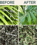 Before and after using All Natural Insect And Fungicide For Plants Indoor And Outdoor Protection Against Powdery Mildew Spider Mites Aphids Whiteflies And Fungus Gnats Safe For Vegetables And Lawns Concentrate Spray 16 Oz with spider mites and anthracnose control