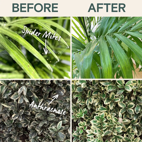 Before and after using All Natural Insect And Fungicide For Plants Indoor And Outdoor Protection Against Powdery Mildew Spider Mites Aphids Whiteflies And Fungus Gnats Safe For Vegetables And Lawns Concentrate Spray 16 Oz with spider mites and anthracnose control