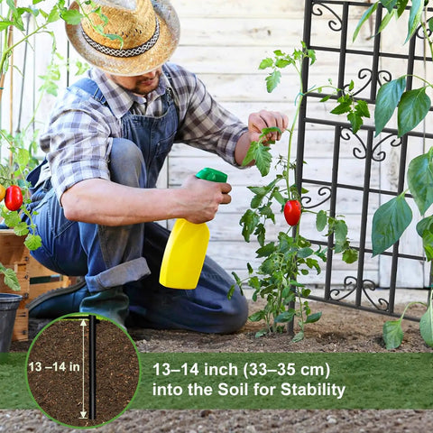 Gardener using 2 Pack Metal Garden Trellis for Climbing Plants, 6 Ft Tall by 20 In Wide, Rustproof Black Coating support.