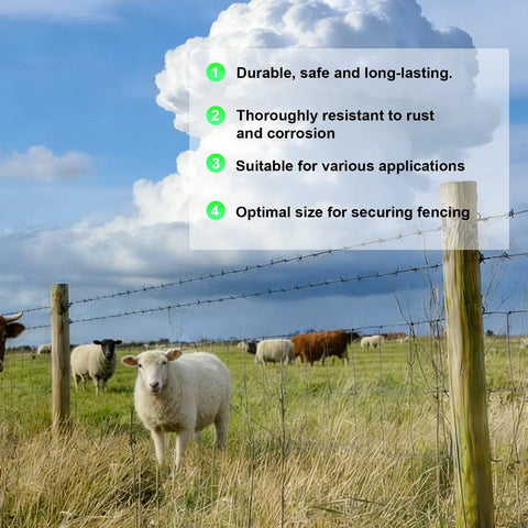 Sheep grazing by barbed wire fence highlighting features of 280 Piece Galvanized Steel Fence Staples Set For Wire Mesh And Woven Fencing.