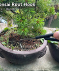 Using a bonsai root hook on a potted bonsai tree, 8-inch size tool for maintenance and shaping, shown in an outdoor setting.