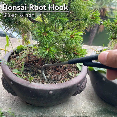 Using a bonsai root hook on a potted bonsai tree, 8-inch size tool for maintenance and shaping, shown in an outdoor setting.