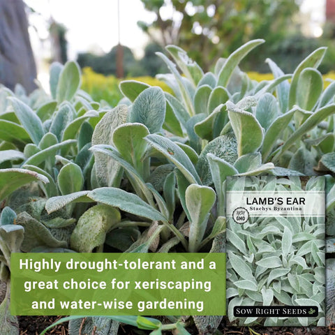 Lambs Ear Seeds For Planting Easy Grow Pack Non GMO Heirloom Seed Kit With No Fuss Growth Tips Woolly Silver Foliage Perennial Groundcover For Rock Gardens And Sunny Borders Perfect For Your Outdoor Flower Garden 14 To 21 Day Germination