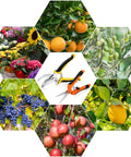 2 Pack Stainless Steel Pruning Shears For Sharp And Smooth Cuts Garden Clippers with fruits and flowers background