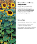 Sunforest Mix Sunflower Seeds Pack Of 100 For Giant 10 To 15 Feet Tall Sunflowers With 36 Inch Spreads, 12 Inch Blooms, Full Sun