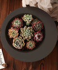 Large Round Silicone Mold for Resin and Concrete Projects Irregular Bowl Style Storage Tray holding colorful succulents