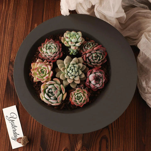 Large Round Silicone Mold for Resin and Concrete Projects Irregular Bowl Style Storage Tray holding colorful succulents
