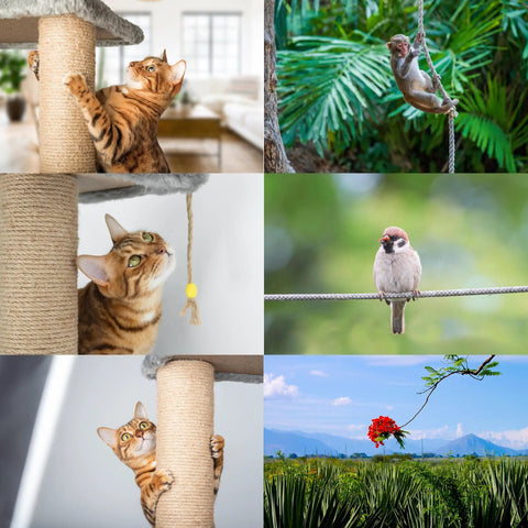 All Natural Brazilian Sisal Rope Hundred Percent Sisal Chemical Free Ultra Durable For DIY Projects Cats Scratching Posts